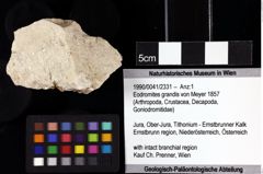 Foto (Objket + Etiketten) von Eodromites grandis (von Meyer 1857) 